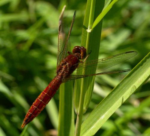 Crocothemis erythraea